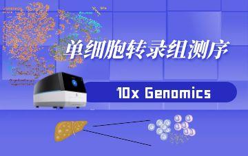 單細(xì)胞轉(zhuǎn)錄組測序