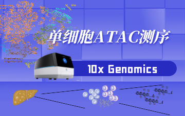 單細(xì)胞ATAC測(cè)序