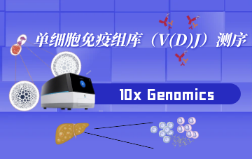 單細(xì)胞免疫組庫（V(D)J）測序