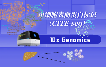 表面蛋白標(biāo)記（CITE-seq）