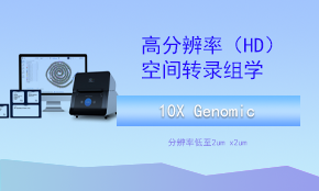 Visium HD（高分辨率）空間轉(zhuǎn)錄組測序