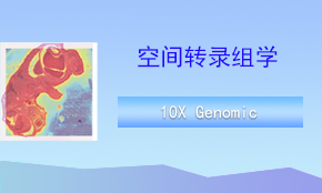 Visium CytAssist空間轉(zhuǎn)錄組測序