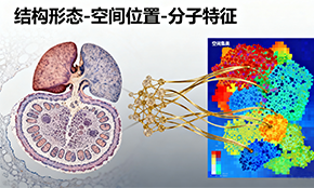 空間&原位轉(zhuǎn)錄組學(xué)